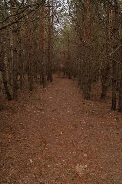Uzun çam ağaçlarıyla kaplı sessiz bir orman yolu. Düşmüş iğnelerden oluşan kalın bir katman tenha bir atmosferi çağrıştırıyor..