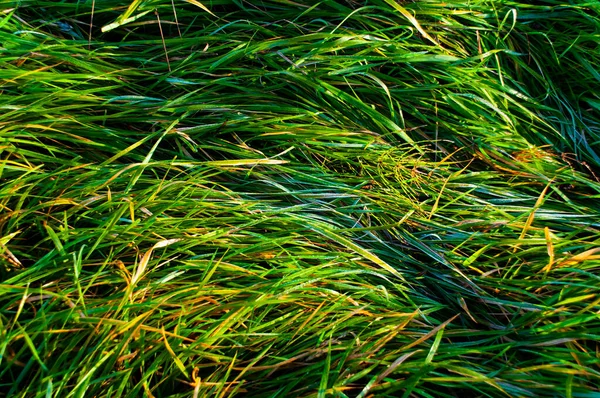 Залишки Калюжі Зеленій Траві Кінці Осені Ранні Осінні Заморозки — стокове фото