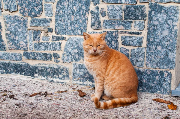 Czerwony Kot Tle Ściany Niebieskiego Kamienia — Zdjęcie stockowe