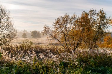 Güzel sonbahar manzarası. Buğulu sisli şafak