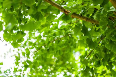 Beyaz ve bulanık arkaplanda yeşil Ginkgo yaprakları