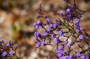 Sea lavender sprigs close up