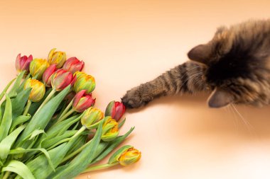 The cat reaches for the terry tulips