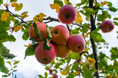 Ripe apples and apple trees