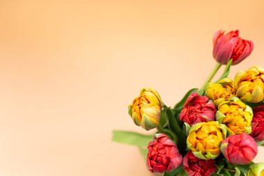 Bouquet of beautiful terry tulips yellow and red on beige background