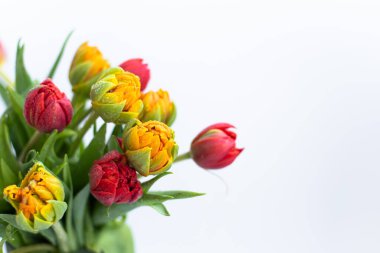 Beautiful terry tulips in yellow and red color on white background