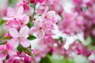 Branch with flowers of decorative apple tree. Blooming apple tree in pink