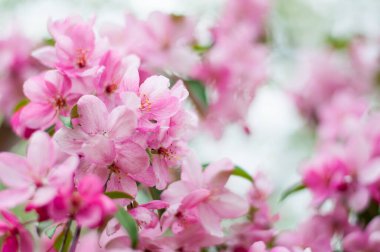 Spring background with wild apple tree blossom. Cherry blossoms in full bloom.