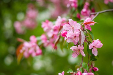 Decorative apple tree branches with pink flowers. Spring blossom tree