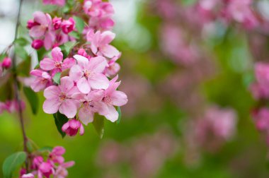 Decorative apple tree branches with pink flowers. Spring blossom tree