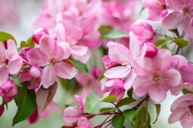 Branch with flowers of decorative apple tree. Blooming apple tree in pink