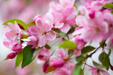 Branch with flowers of decorative apple tree. Blooming apple tree in pink