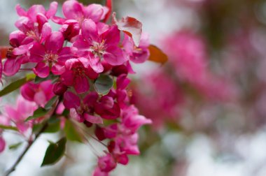 Flowering decorative pink apple tree. Beautiful bloom garden texture.