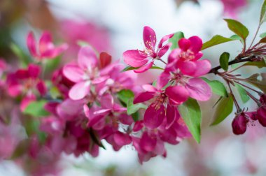 Flowering decorative pink apple tree. Beautiful bloom garden texture.