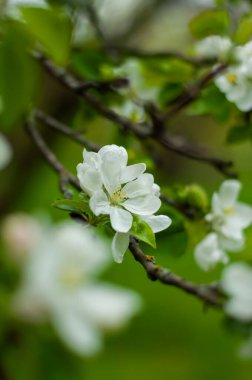 White pear flowers on dark branches. Apple blossom