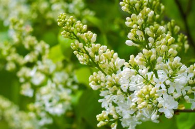 White lilac on a green background. Spring flower bushes. Lilac flowers close up.