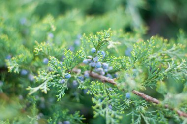 Branch with juniper berries. Green natural background.