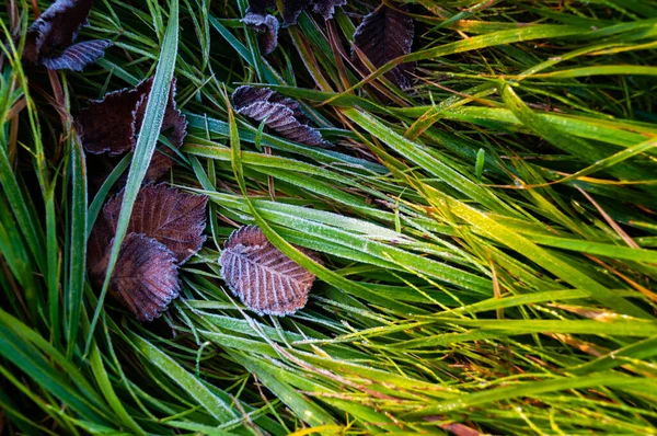 Wczesna Jesień Mróz Mróz Zielonej Trawie Wschodzie Słońca Abstrakcyjne Naturalne — Zdjęcie stockowe