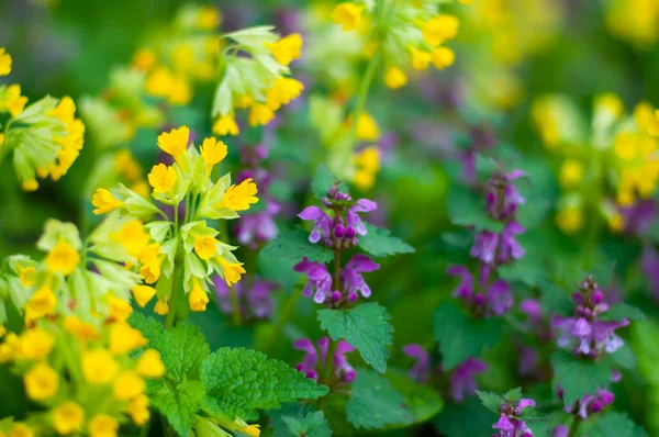 stock image Primroses flowers and green leaves, Primula veris and Ajuga reptans blooming wildflower. Spring season nature still life, field plant blooms