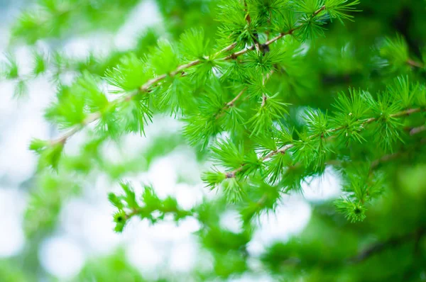 Junge Zweige Larix Decidua Grüner Saftiger Hintergrund Nadelbaumzweige — Stockfoto