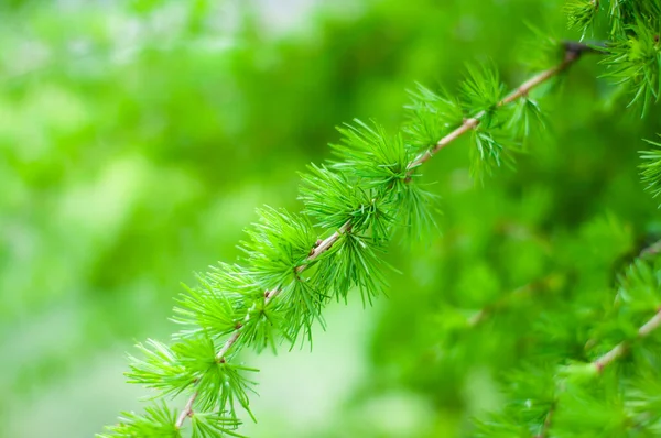 stock image Young sprigs Larix decidua . Green juicy background. Conifer branches