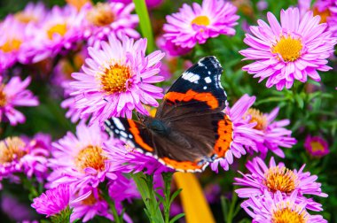 Butterfly Admiral close-up against a purple bushy aster (aster dumosus)