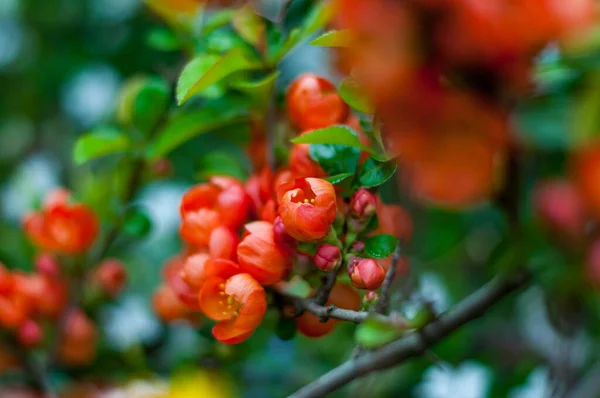 庭に小さな赤い花を持つブッシュの終わり — ストック写真