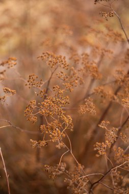 Bej arkaplan görünümünde kuru çiçek deseni.
