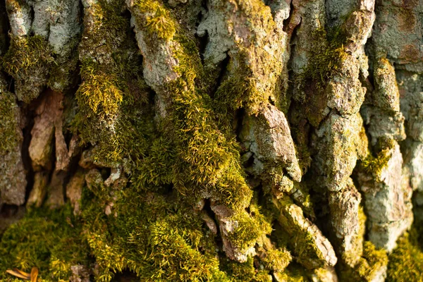 Wytłaczana Faktura Brązowej Kory Drzewa Zielonym Mchem Porostem Niej — Zdjęcie stockowe