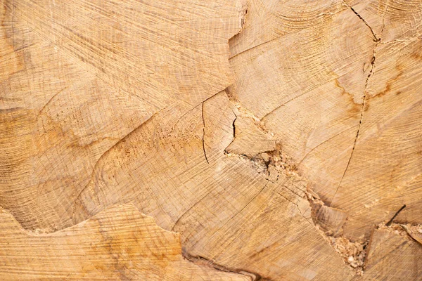 Detailní Pohled Sekci Konce Řezaných Stromů — Stock fotografie