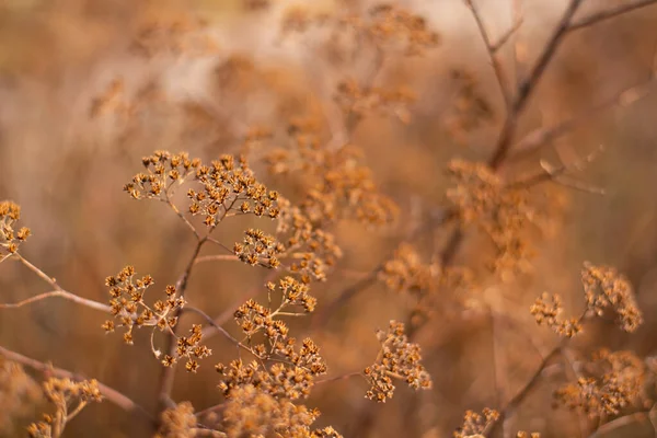 Bej Arkaplan Görünümünde Kuru Çiçek Deseni — Stok fotoğraf