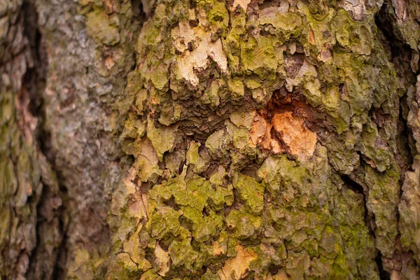 나무껍질을 조각하는 자연적 배경으로 — 스톡 사진