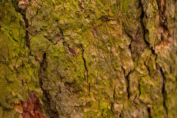 나무껍질이 갈라지고 주름진 위에서 자라는 곰팡이 — 스톡 사진