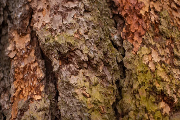 Texture Écorce Bois Utilisation Comme Fond Naturel — Photo