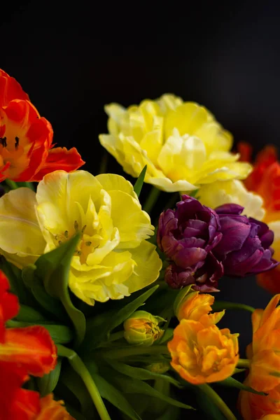 stock image Large yellow, orange and purple tulips on a black background