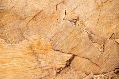 bir ağaç gövdesi kesiti