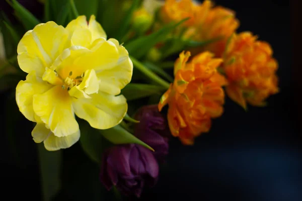 Желтый Оранжевый Тюльпаны Черном Фоне — стоковое фото