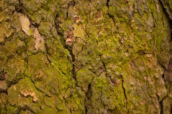 Texture Gaufrée Écorce Brune Arbre Avec Mousse Verte Lichen Dessus — Photo