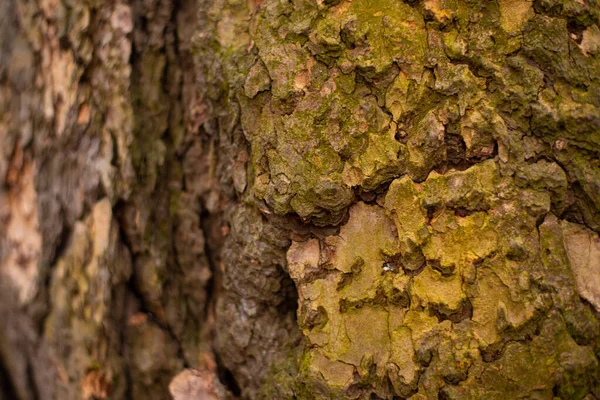 Textura Použití Kůrového Dřeva Jako Přirozeného Pozadí — Stock fotografie