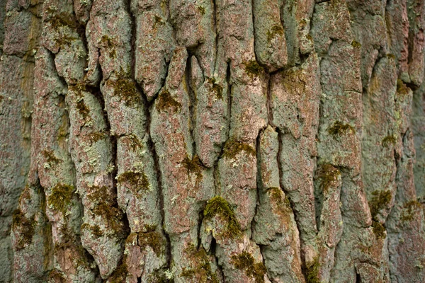 Textur Des Rindenholzes Als Natürlicher Hintergrund — Stockfoto