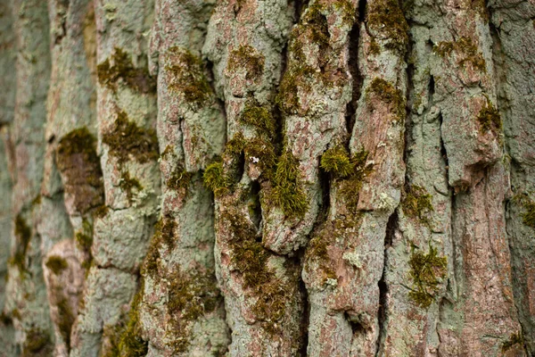 Stock Makro Fotografie Textury Kůry Stromu Užitečné Pro Masky Vrstev — Stock fotografie