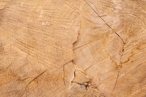 Přírodní Dřevo Pozadí Průřez Protokolu — Stock fotografie