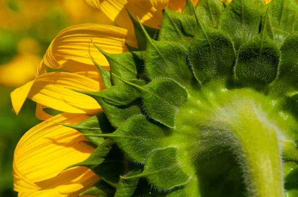 Rückseite Der Sonnenblume Nahaufnahme — Stockfoto