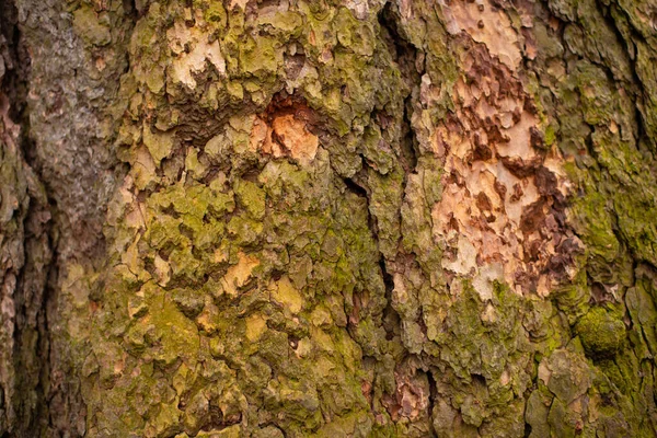 Mossy Roste Popraskané Vrásčité Kůře Stromu — Stock fotografie
