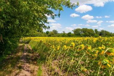 Ormanla tarla arasındaki yol güneşe doğru döndü.