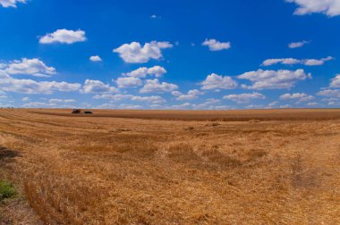 Tarlada buğday hasat etmek için makine ve makineyi birleştirin
