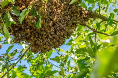 Ağaç dalında arı sürüsü. Arıların yakın plan fotoğrafı.
