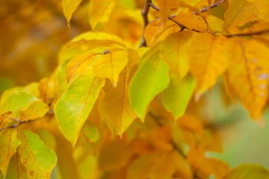 Manolya kpunoy planının sarı ve açık yeşil yaprakları. Sarı arkaplan