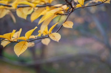 Bulanık arka planda sarı yapraklı manolya dalı