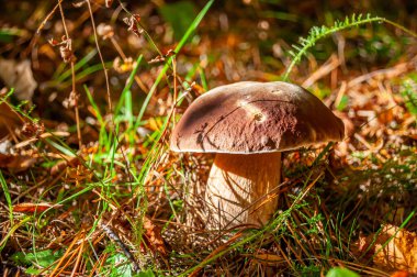 Büyük Boletus edulis mantarı güneş ışığında çimlerin üzerinde. Beyaz mantarın yakın plan fotoğrafı.